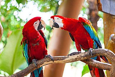 高科技装备打恐龙 《原始袭变》上市宣传片欣赏